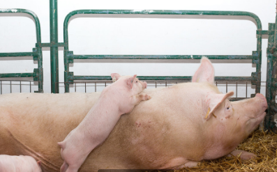 存栏占比最高超50%！哪些猪场仍在使用三元母猪？
