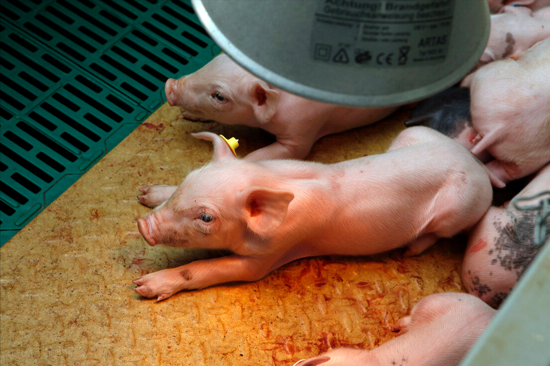 2月6日20公斤仔猪价格，猪价跌到人“发毛”，小猪是走还留？
