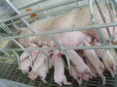 最全的母猪接生步骤，看后母猪生产不成难题