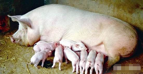 最全的母猪接生步骤，看后母猪生产不成难题