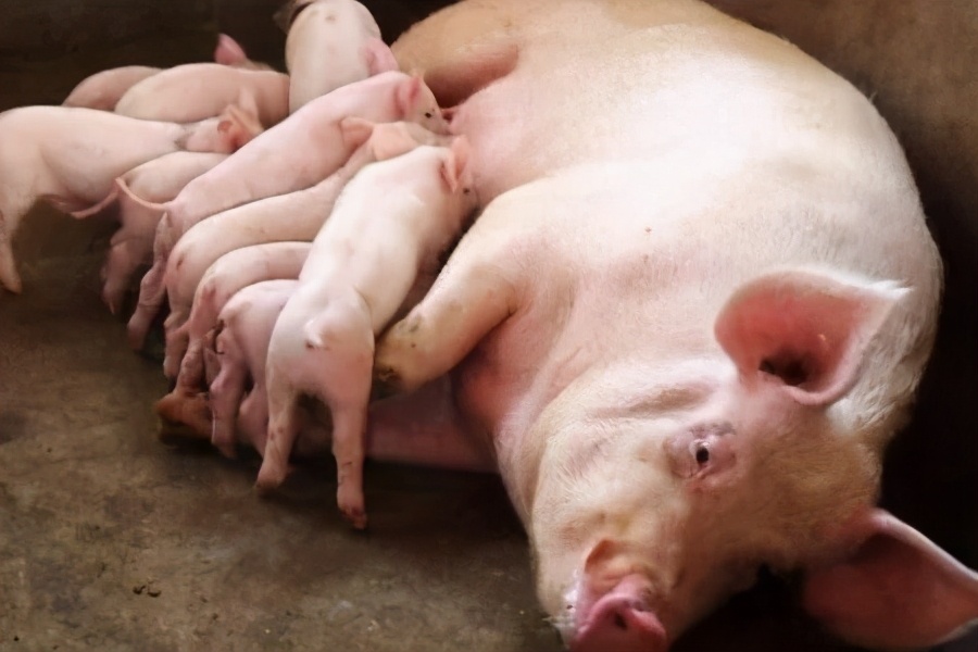 2月18日15公斤仔猪价格，母猪淘汰加剧，仔猪再遭“疯抢”？