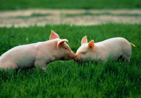 机构调研：生猪产能一月份受损严重，仔猪价反弹至1700元！