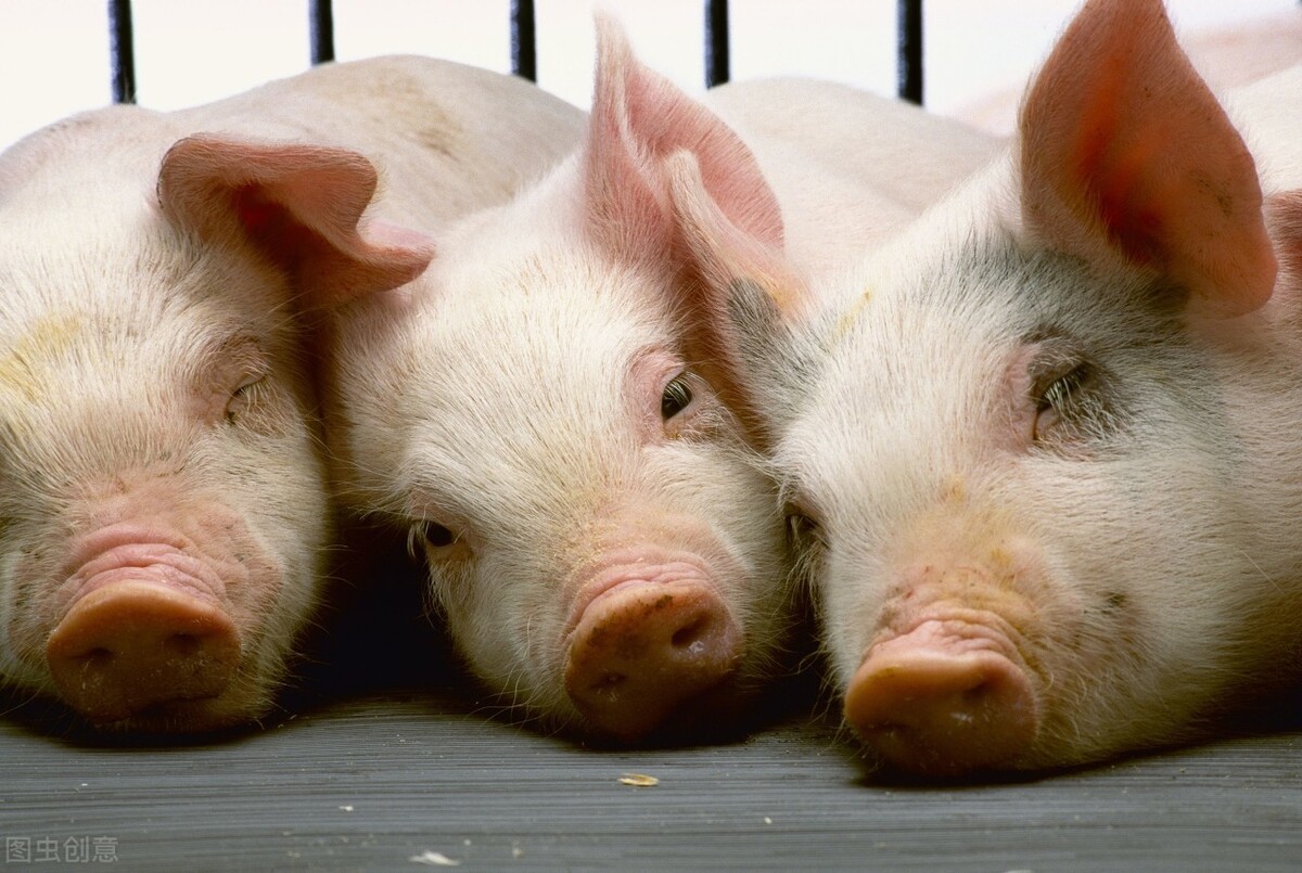 怀孕母猪吃小猪料，繁殖性能会降低