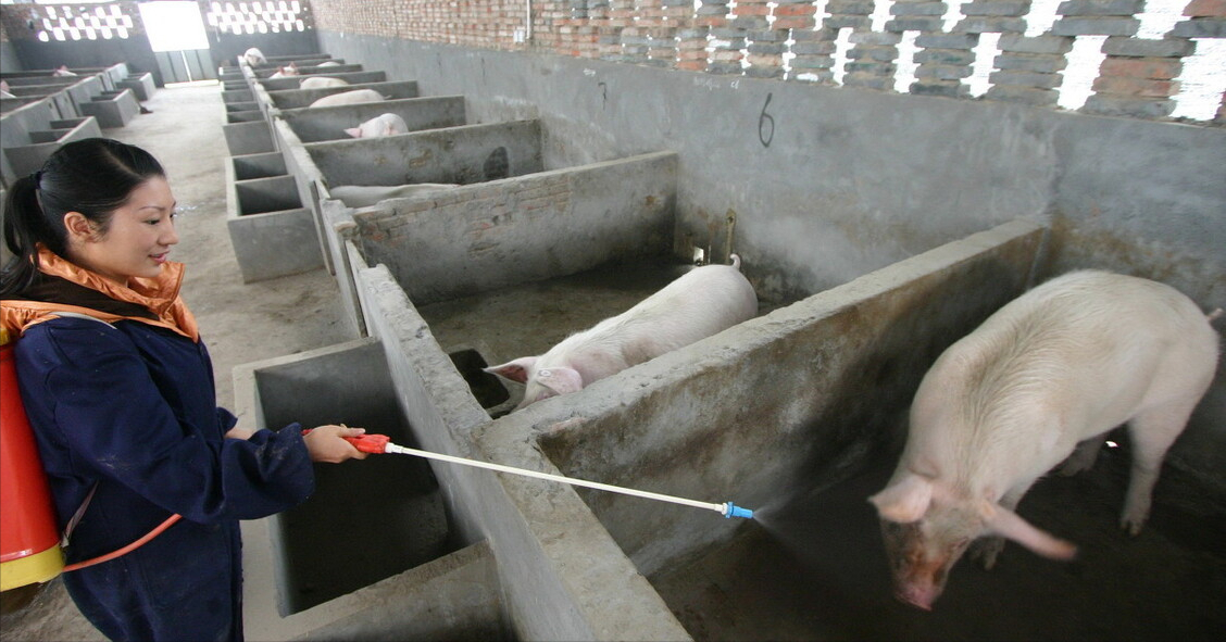 春节期间猪场管理怎么做？这些关键点必须重视