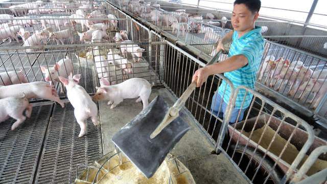 生猪产能恢复，猪肉没降价却引发粮食市场新问题，事关家家户户