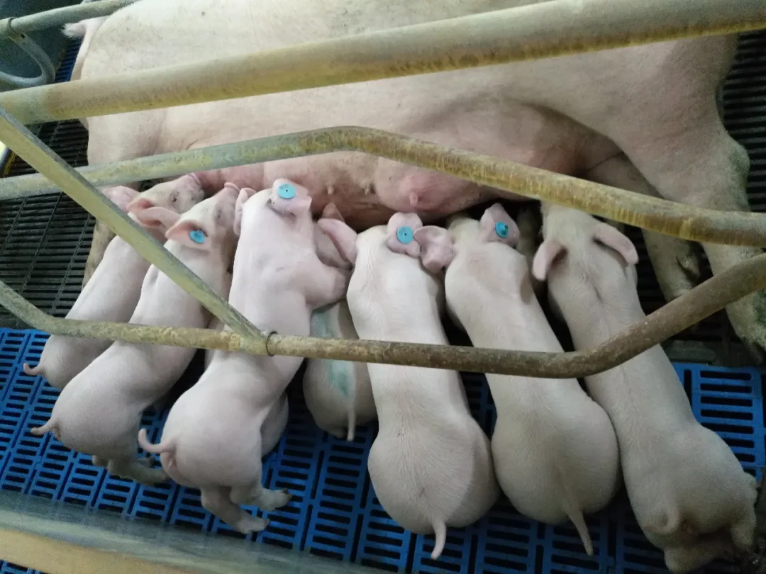 大集团都在抢猪苗，后市猪价仍然被看好？2021年养好猪继续发财！