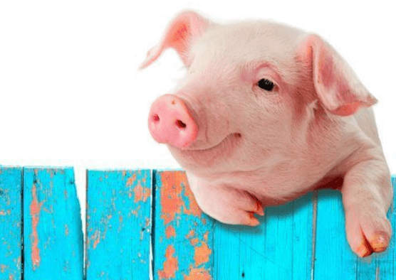 因应莱猪进口 台“农委会”：4年养猪产业全面升级