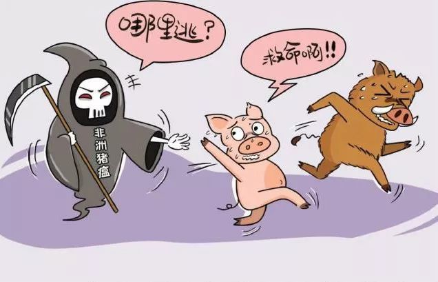 香港一养猪场检出非洲猪瘟病毒，将扑杀3000头猪