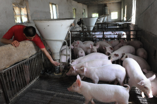 梳理美国养猪场生物安全各要素的管理要求，给我国生猪复养工作提供借鉴