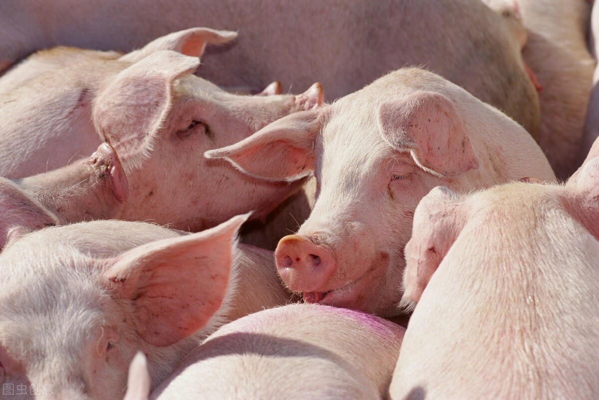 如何才能让猪快速长膘？猪的育肥饲喂的方法，这几项一定要注意