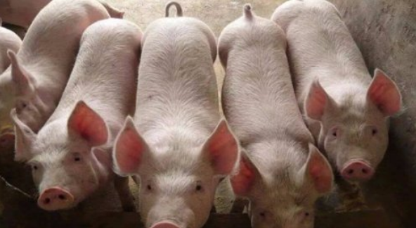 如何才能让猪快速长膘？猪的育肥饲喂的方法，这几项一定要注意