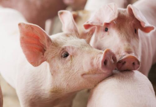 四川：力争2021年生猪出栏量达5800万头，不愧是养猪大省！