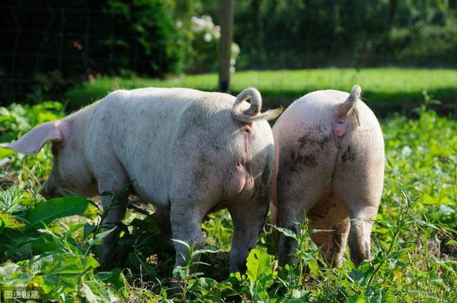 福建：保障养猪用地，不再收取土地复垦费用！