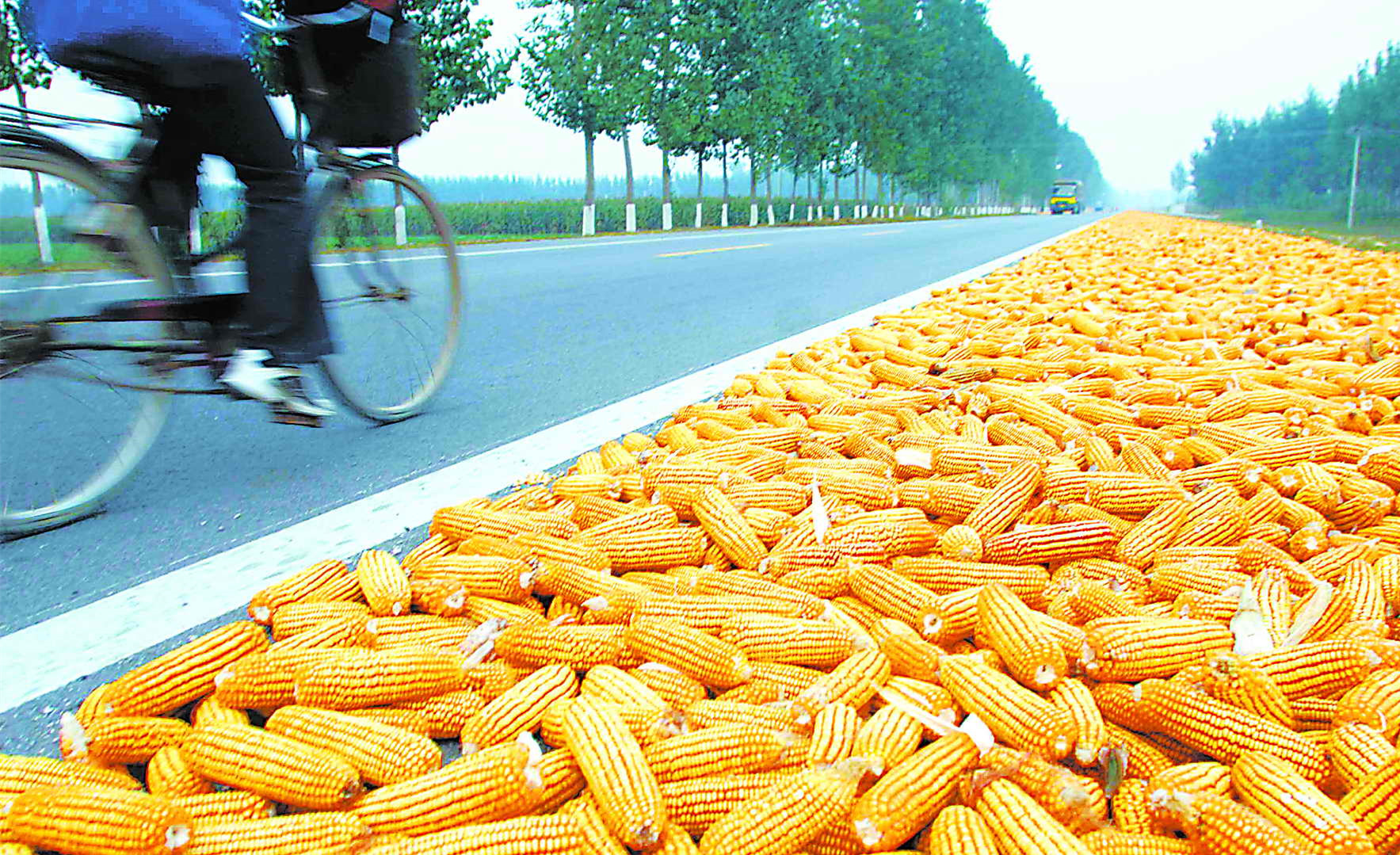 中国的玉米需求缺口超乎想象！玉米价格开年暴涨，离2元还远吗？