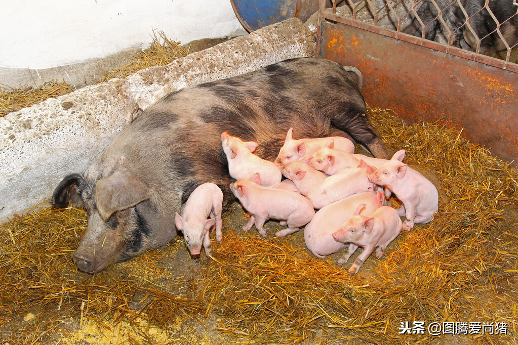 非洲猪瘟是怎么感染猪的，了解这六种传播途径，猪场可逃过一劫