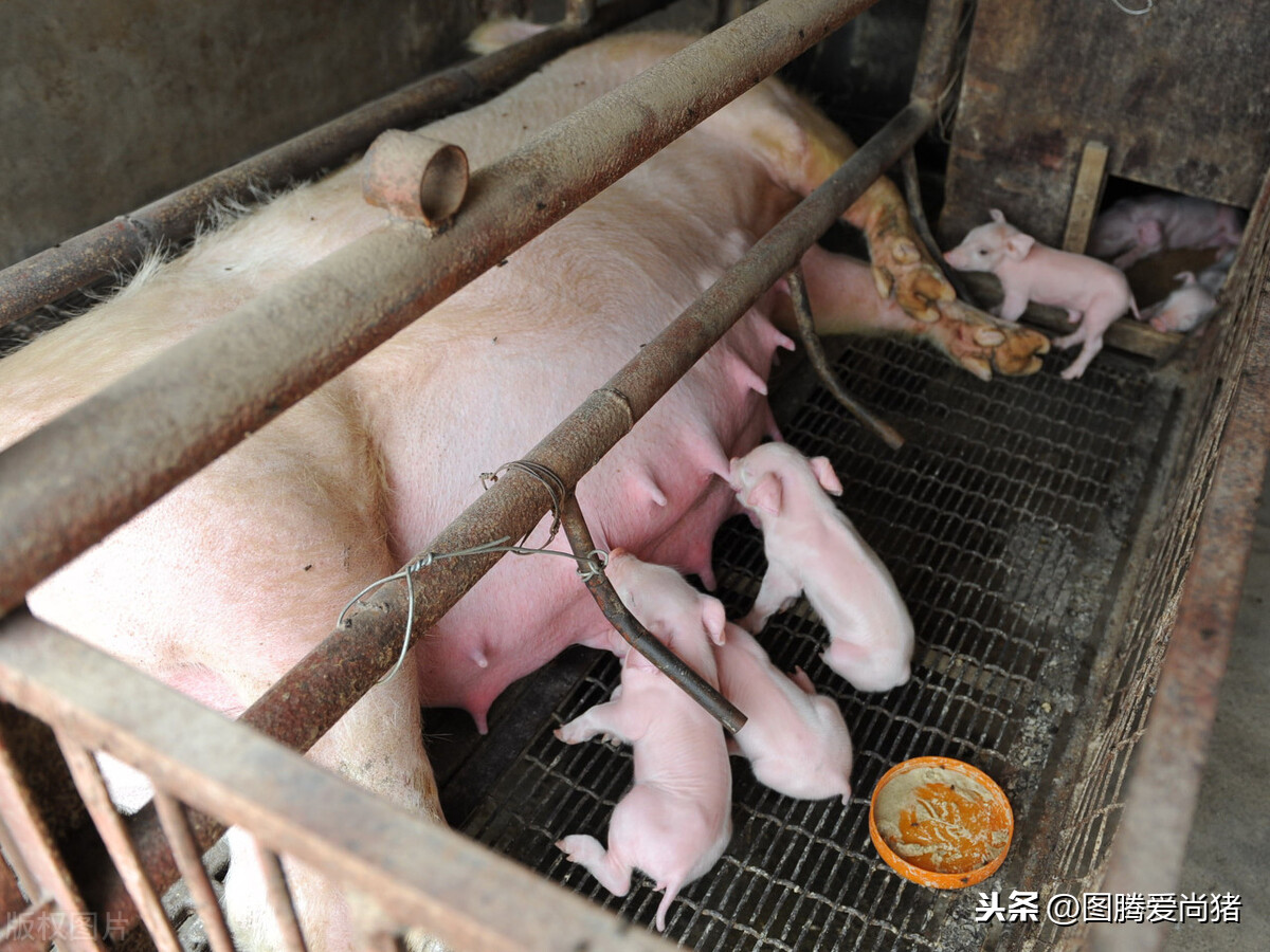 非洲猪瘟是怎么感染猪的，了解这六种传播途径，猪场可逃过一劫