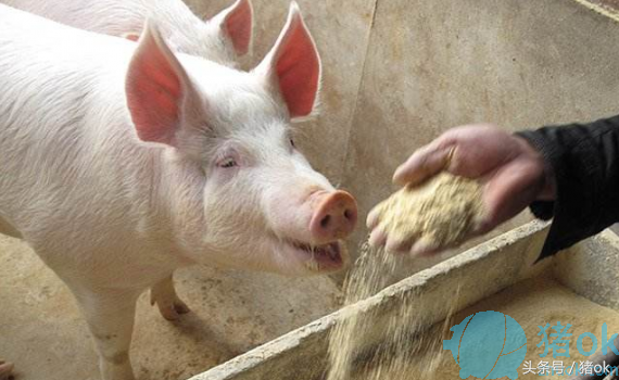 母猪营养很重要，这一套精饲料的调制方法大全，你知道吗？
