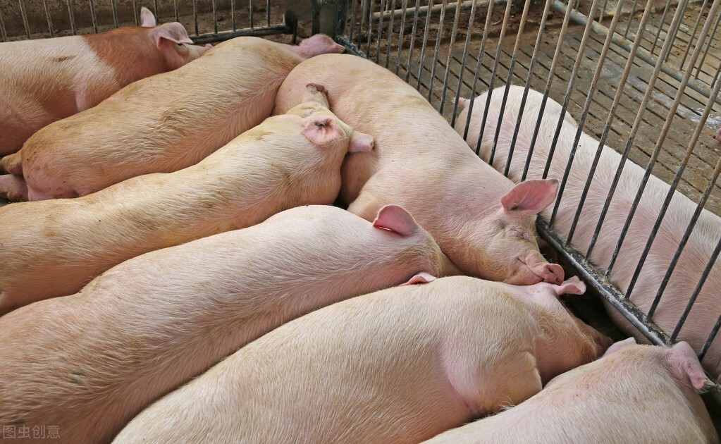 冬春交替，猪病易发，养猪人需警惕这个3种病！