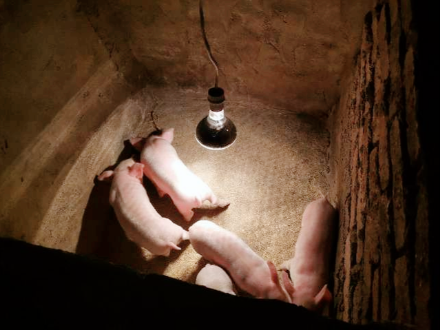 养母猪，用地栏给母猪产仔，这样升级，小猪仔的成活率也不低