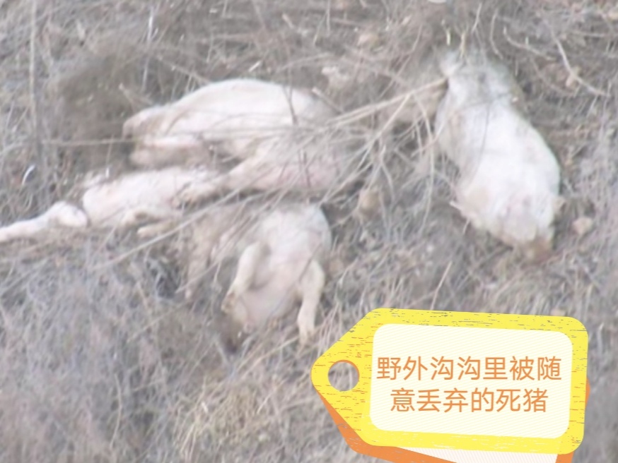 新疆再现非瘟疫情，为何这家伙总能春风吹又生？是天灾还是人祸？