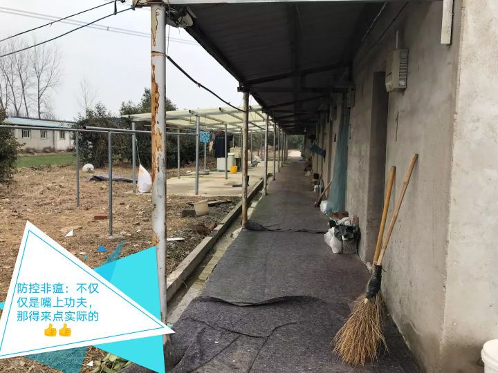 新疆再现非瘟疫情，为何这家伙总能春风吹又生？是天灾还是人祸？