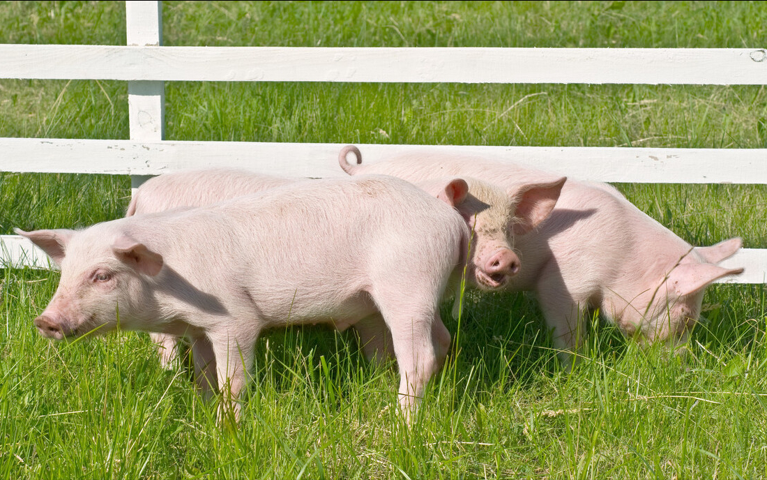 生猪产能恢复超9成以上，这个数据靠不靠谱？看法不一