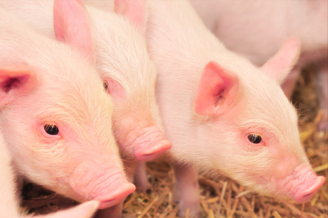 生猪产能恢复超9成以上，这个数据靠不靠谱？看法不一