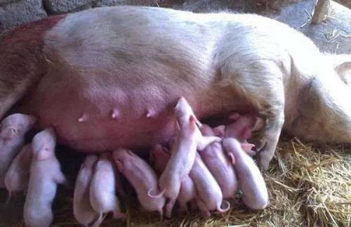 为什么不能用哺乳母猪料来饲养育种公猪？
