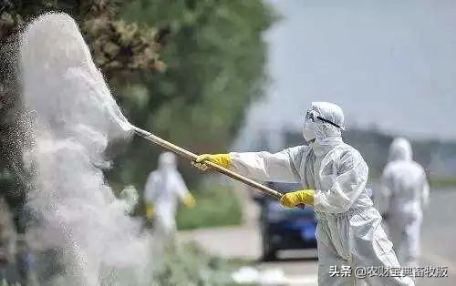 一些猪场踩雷已经没猪了！非瘟防控十大陷阱/误区，你都知道吗？‖礼蓝特约•猪业痛点​
