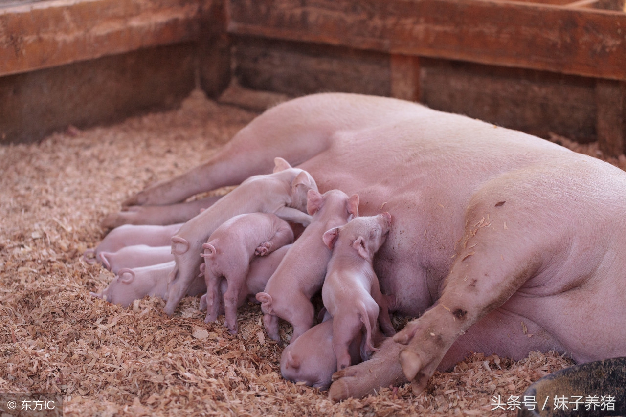 猪场里面的母猪什么时候配种最合适，养猪人告诉你