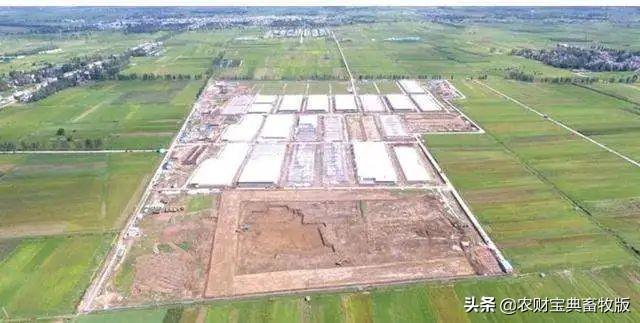 一些猪场踩雷已经没猪了！非瘟防控十大陷阱/误区，你都知道吗？‖礼蓝特约•猪业痛点​