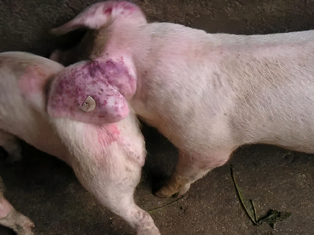 口蹄疫、蓝耳、猪流感...猪场流行病爆发！冬春季如何养好猪？