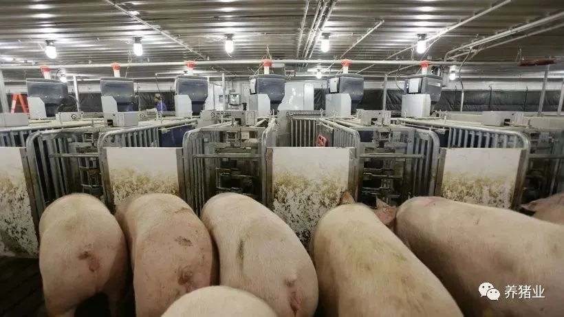 2021：全球养猪业的前景如何