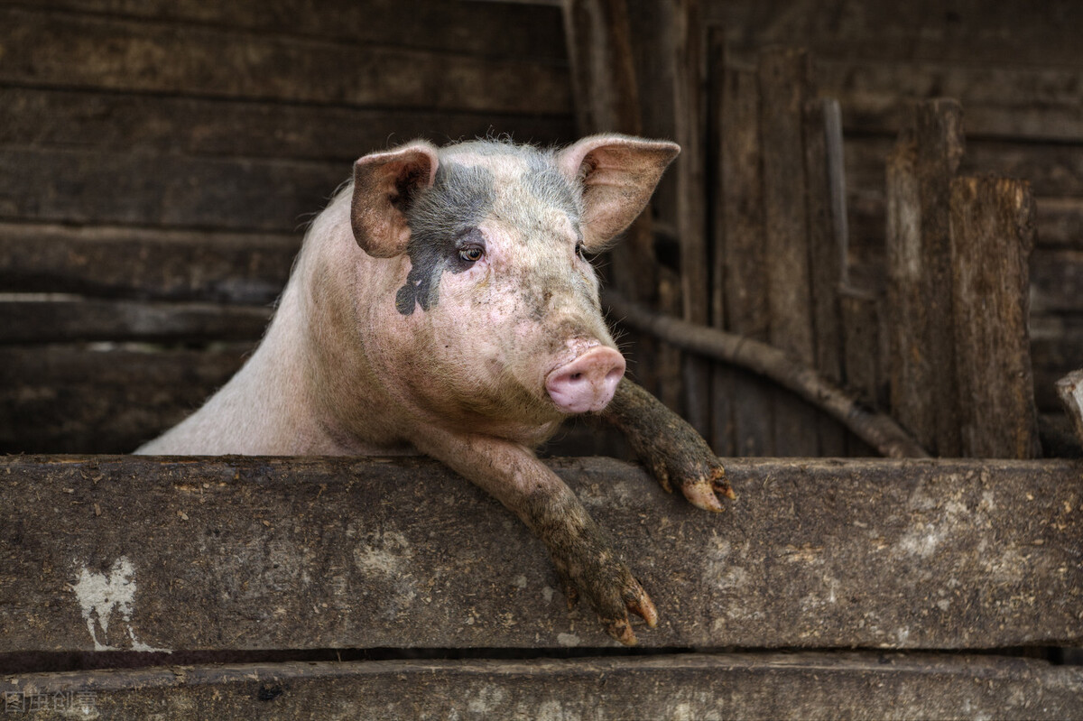 养猪：非洲猪瘟过后，猪圈一定要空置两年才能复养？怎么降损？