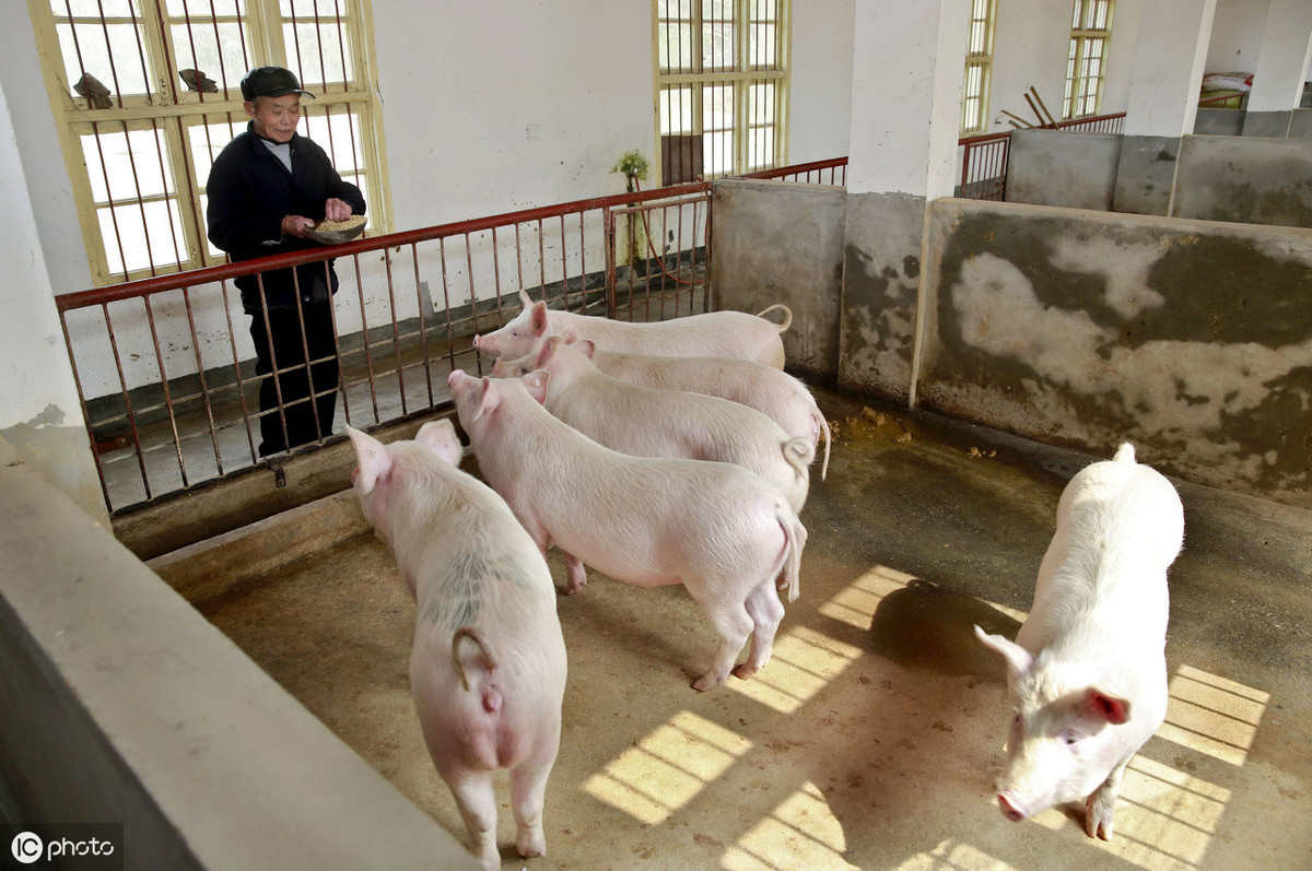 发生非瘟的猪圈空置多久才能养猪？专家给出确切答案