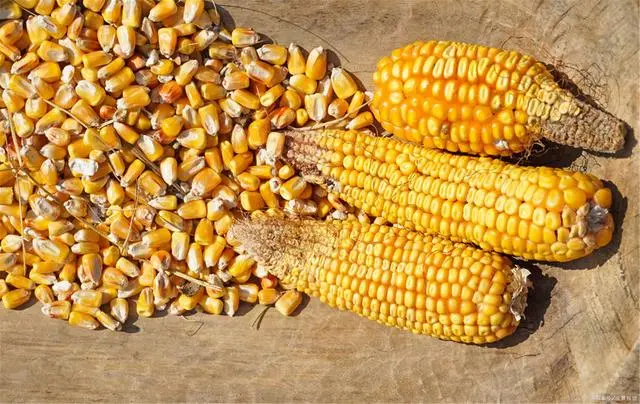 玉米市场继续被看好，有人还在囤粮，未来有隐患！