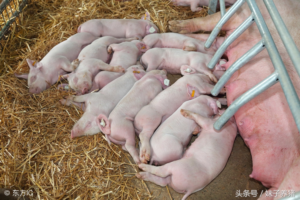 母猪生产中需要准备哪些东西？养猪人知道吗？