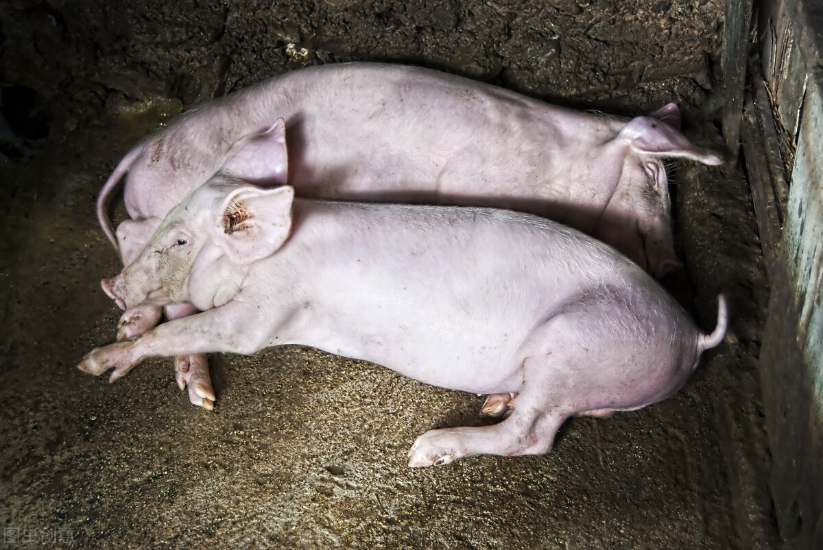 养猪：非洲猪瘟过后，猪圈一定要空置两年才能复养？怎么降损？