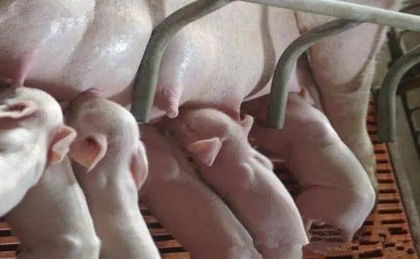 如何有效把握母猪“配种适期”，提高受胎率？