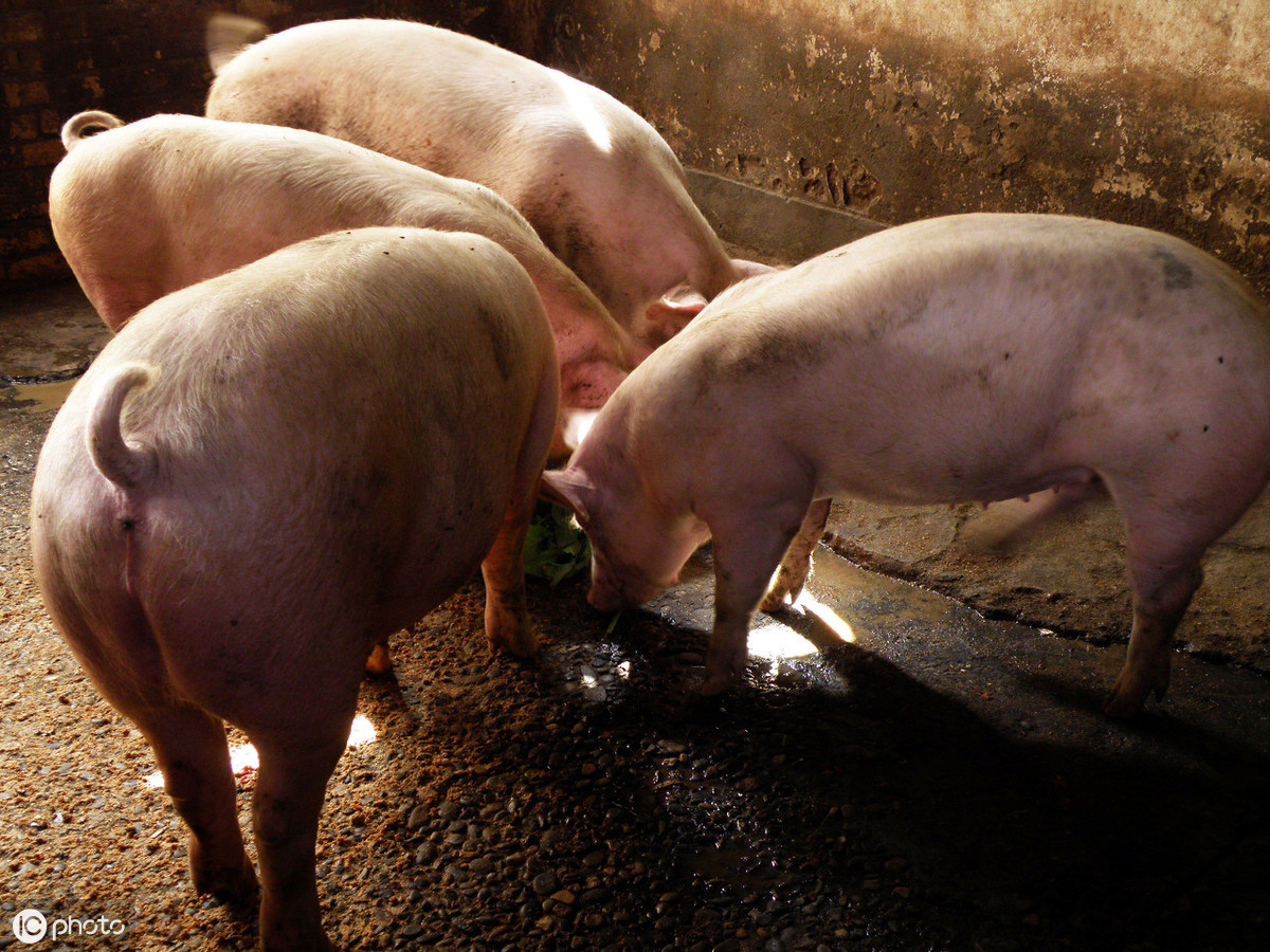 发生非瘟的猪圈空置多久才能养猪？专家给出确切答案