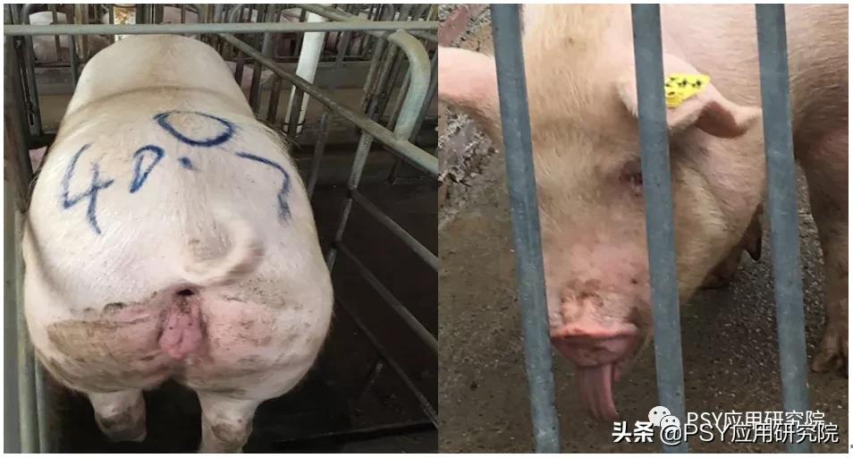 疫苗毒将长期危害中国养猪业，猪场怎么防控？