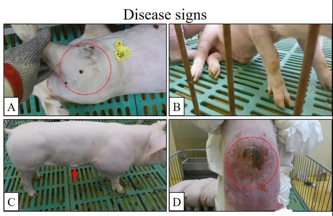 非洲猪瘟病毒变异