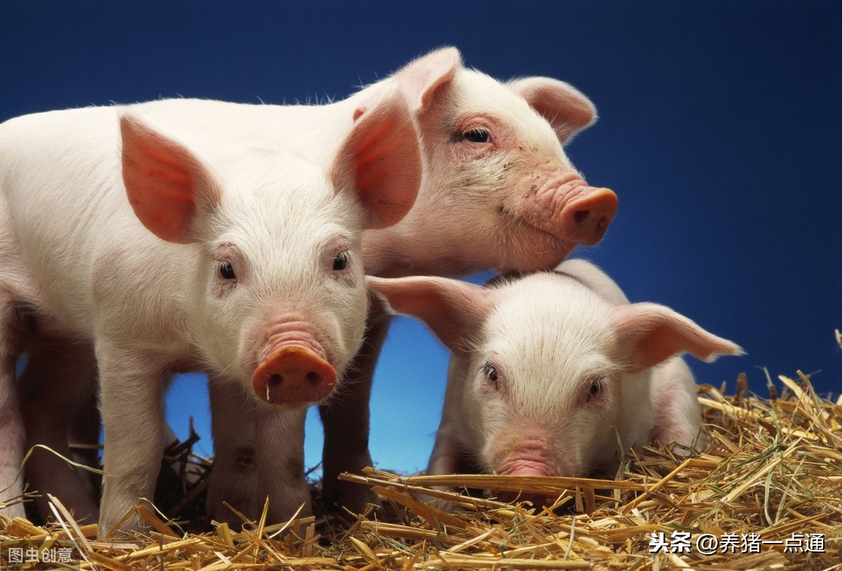 葡萄糖粉在养猪上的6个妙用，花小钱解决猪场大问题