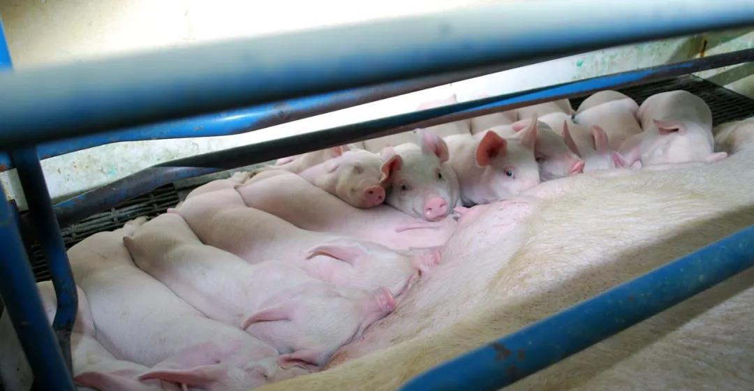 大窝仔数的应对：新生仔猪和母猪繁殖管理