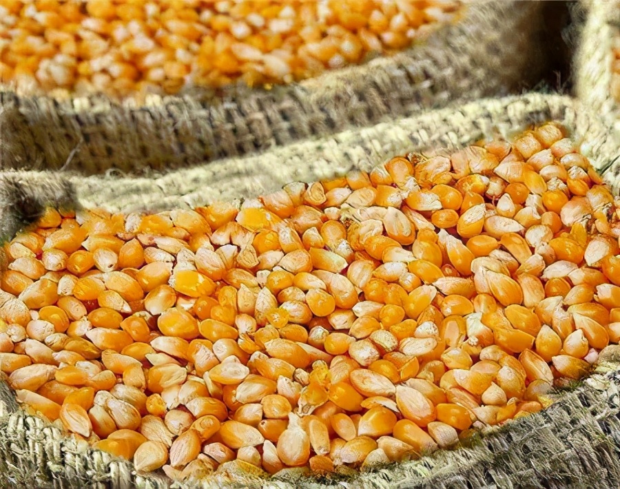 3月1日饲料原料价格：豆粕下跌难以扭转，玉米走势关键在进口？
