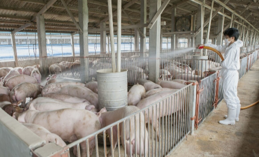 猪肉连降4周！产能恢复超预期，今年猪肉有望回归“平民价”？难