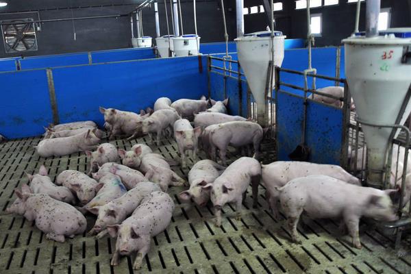标准化养猪猪场怎么建设？怎么养？发展方向是什么？