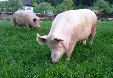 猪场减少抗生素使用策略：猪场层面的成功策略（上）