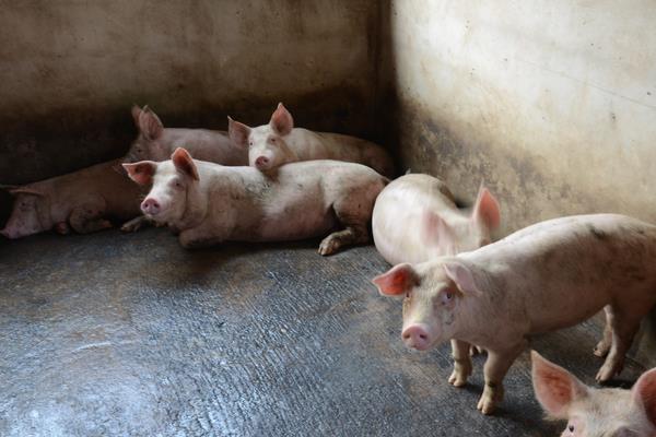 标准化养猪猪场怎么建设？怎么养？发展方向是什么？