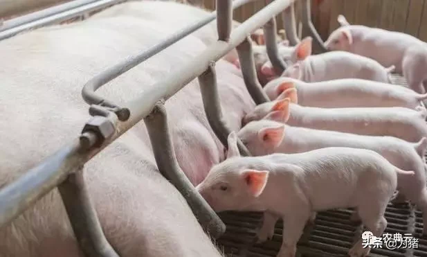 养猪场的生物安全措施